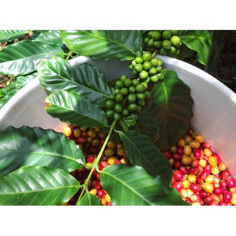 Economic Impact of Tariffs on Fig Leaf Coffee Company