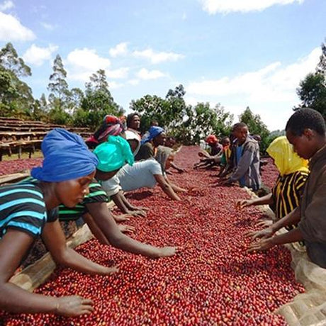June 2024 Worldwide Coffee Prices