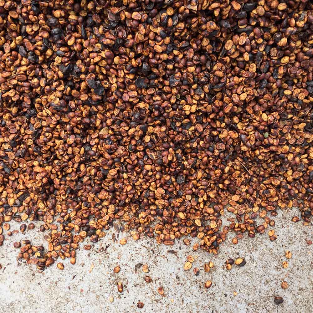 Costa Rica Cafe Vida Roasted Coffee