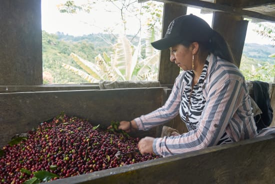 Colombia Specialty Coffee – El Tambo Women's Cooperative | Light Medium Roast | Double Fermented