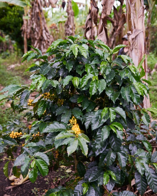 Colombia Specialty Coffee – El Tambo Women's Cooperative | Light Medium Roast | Double Fermented
