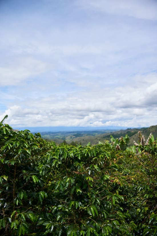 Colombia Specialty Coffee – El Tambo Women's Cooperative | Light Medium Roast | Double Fermented