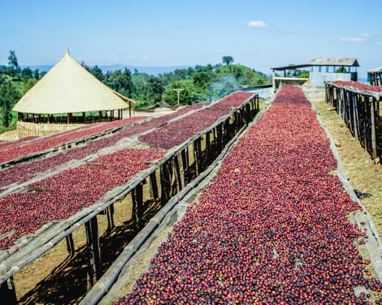 Ethiopia Guji - Shakiso - Kayon Mountain Roasted Coffee