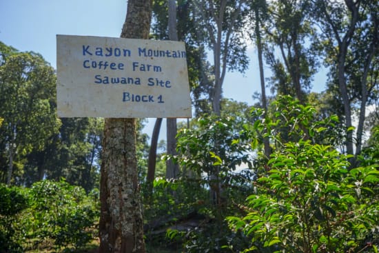 Ethiopia Guji - Shakiso - Kayon Mountain Roasted Coffee