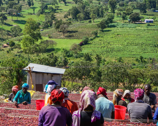 Ethiopia Guji - Shakiso - Kayon Mountain Roasted Coffee