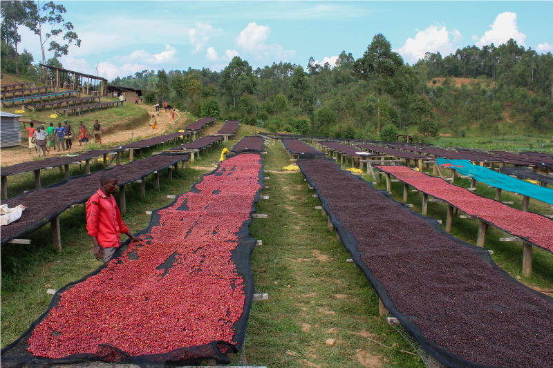 Burundi Microlot - Nemba Washplant - Roasted Coffee