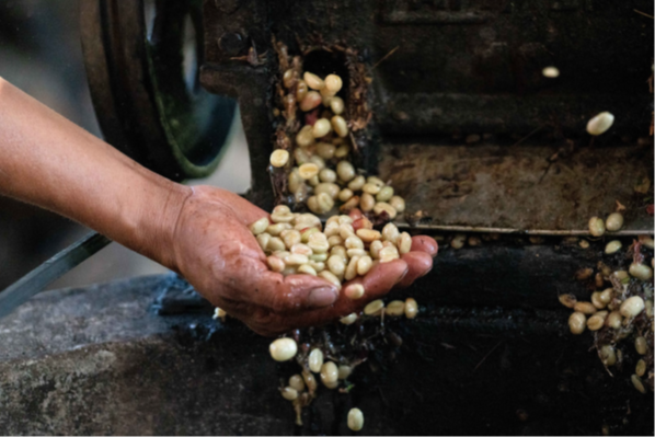 Peru Finca La Suegra - Jorge Alarcon - Microlot Gesha