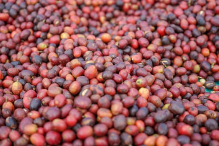Ethiopia Yirgacheffe - Kochere Natural - Roasted Coffee