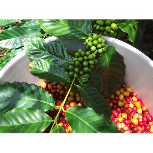 Hawaiian Kona - 100% Pure Kona