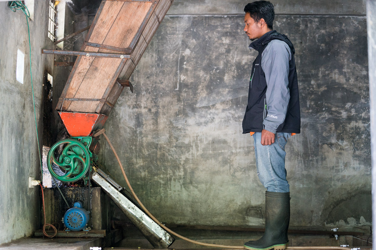 Sumatra - Peteri Bensu - Women's Produced Roasted Coffee