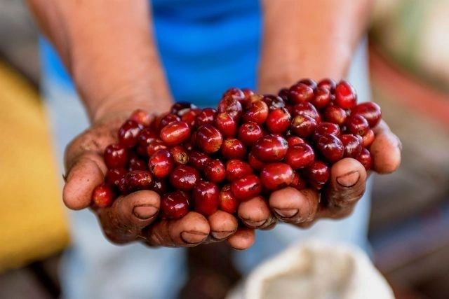 The Coffee Industry, Small Business and the Retail Market