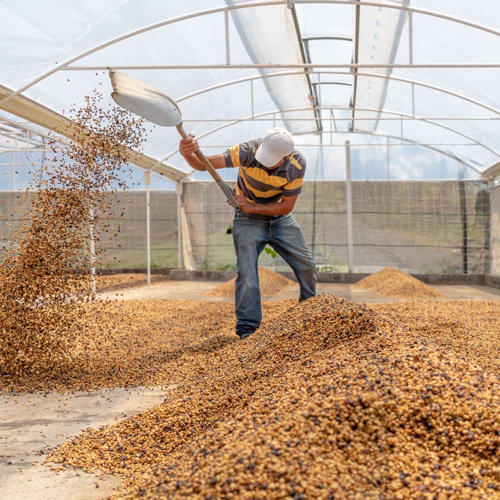 Ethiopia Guji - Honey Process - Kayon Mountain Roasted Coffee