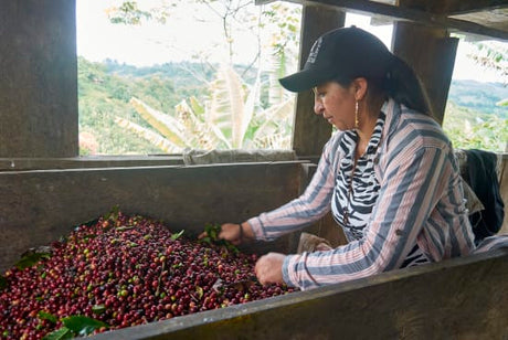 Colombia Specialty Coffee – El Tambo Women's Cooperative | Light Medium Roast | Double Fermented