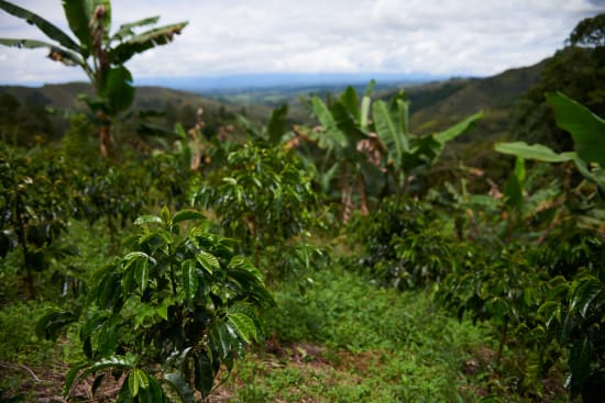 Colombia Specialty Coffee – El Tambo Women's Cooperative | Light Medium Roast | Double Fermented