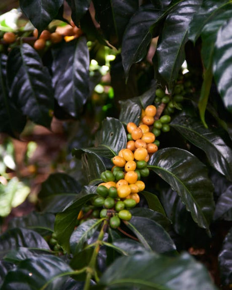 Colombia Specialty Coffee – El Tambo Women's Cooperative | Light Medium Roast | Double Fermented