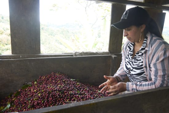 Colombia Specialty Coffee – El Tambo Women's Cooperative | Light Medium Roast | Double Fermented