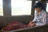 Colombia Specialty Coffee – El Tambo Women's Cooperative | Light Medium Roast | Double Fermented