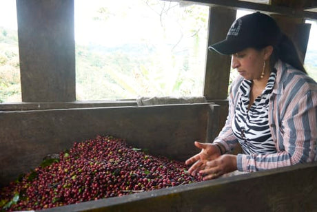 Colombia Specialty Coffee – El Tambo Women's Cooperative | Light Medium Roast | Double Fermented