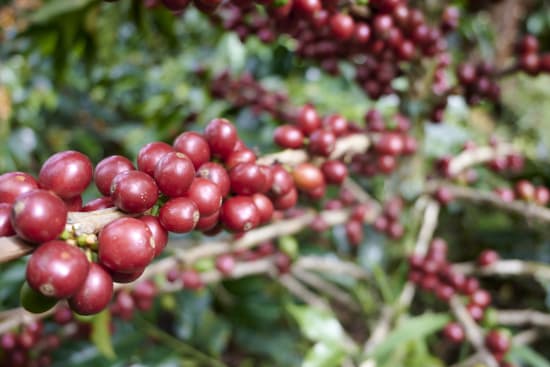Colombia Specialty Coffee – El Tambo Women's Cooperative | Light Medium Roast | Double Fermented