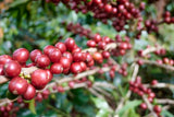 Colombia Specialty Coffee – El Tambo Women's Cooperative | Light Medium Roast | Double Fermented