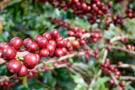 Colombia Specialty Coffee – El Tambo Women's Cooperative | Light Medium Roast | Double Fermented