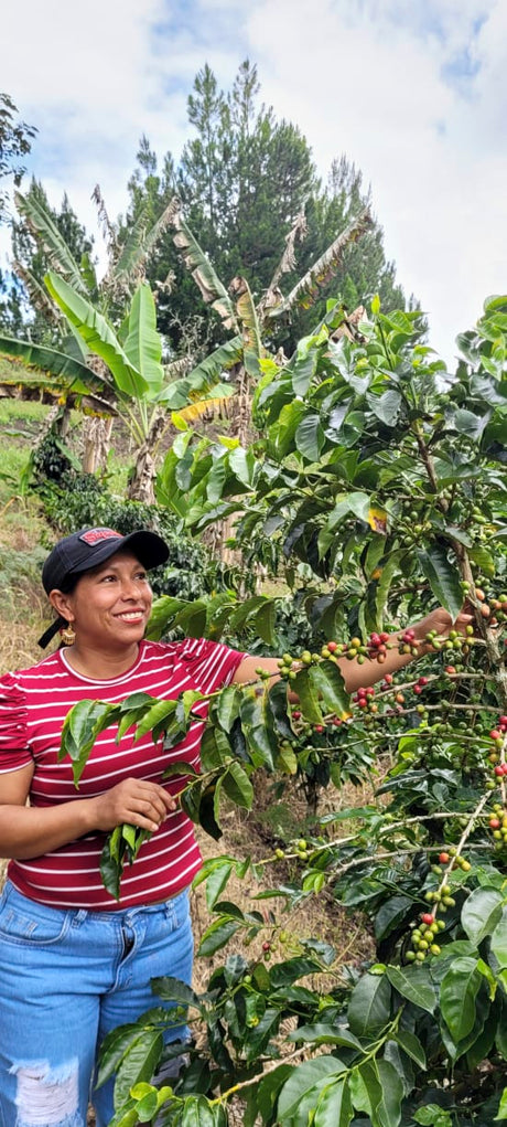 Colombia Specialty Coffee – El Tambo Women's Cooperative | Light Medium Roast | Double Fermented