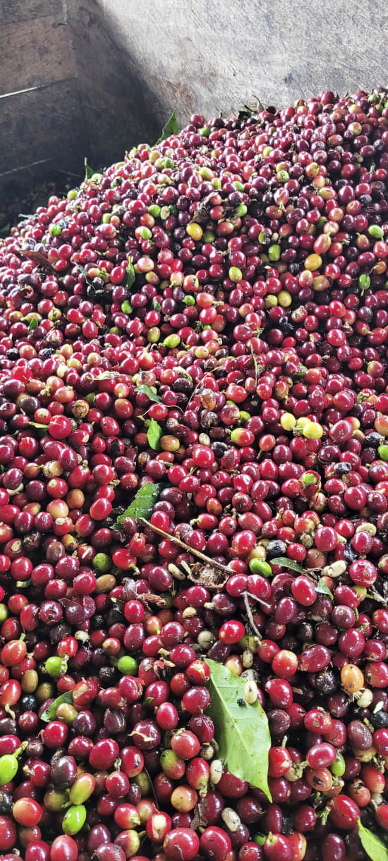 Colombia Specialty Coffee – El Tambo Women's Cooperative | Light Medium Roast | Double Fermented
