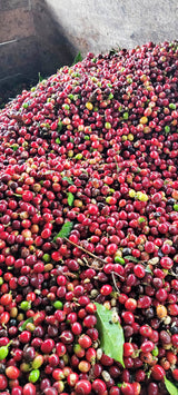 Colombia Specialty Coffee – El Tambo Women's Cooperative | Light Medium Roast | Double Fermented
