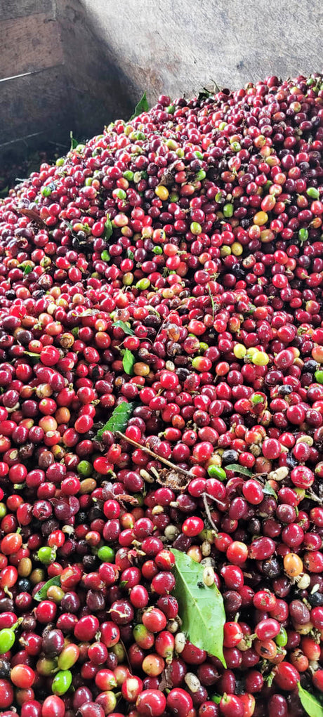 Colombia Specialty Coffee – El Tambo Women's Cooperative | Light Medium Roast | Double Fermented