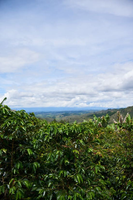 Colombia Specialty Coffee – El Tambo Women's Cooperative | Light Medium Roast | Double Fermented