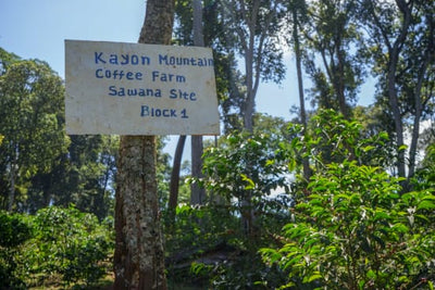 Ethiopia Guji - Shakiso - Kayon Mountain