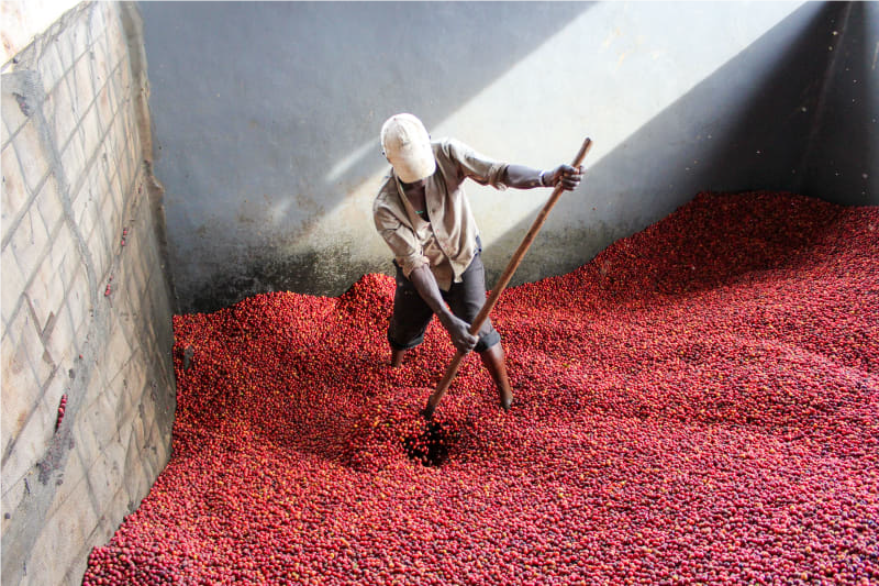 Burundi Microlot - Nemba Washplant - Roasted Coffee