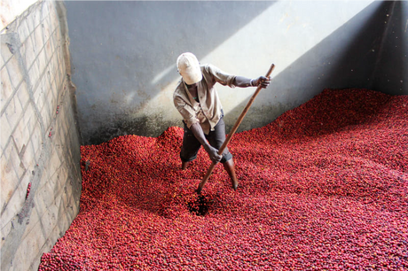 Burundi Microlot - Nemba Washplant - Roasted Coffee