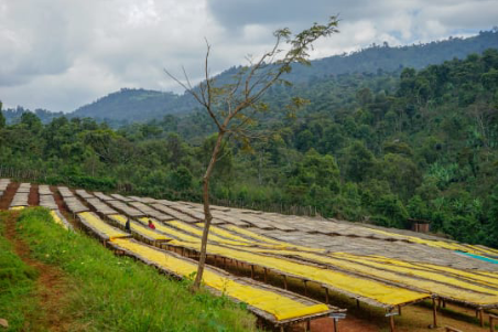 Ethiopia Yirgacheffe - Kochere Natural - Roasted Coffee