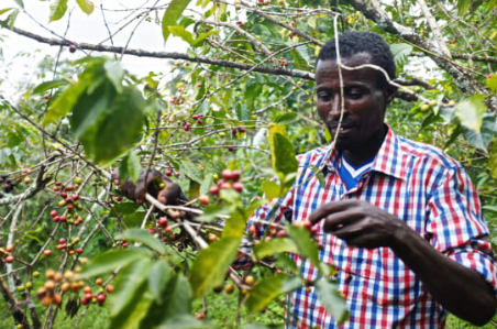 Ethiopia Yirgacheffe - Kochere Natural - Roasted Coffee