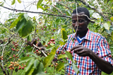 Ethiopia Yirgacheffe - Kochere Natural - Roasted Coffee