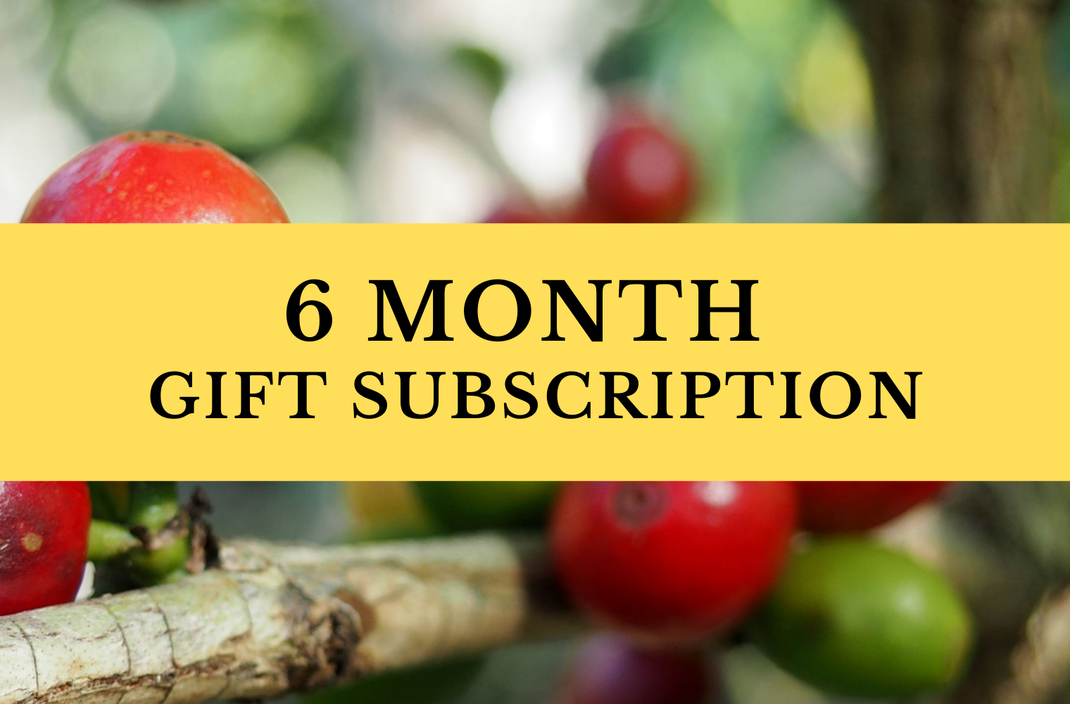 6 Month Subscription